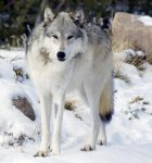 Northwestern wolf.jpg