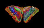2-colorful-butterfly-design-against-black-backdrop-darrell-gulin.jpg