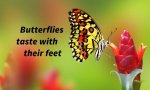 03-butterflies-taste-with-their-feet.jpg