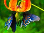 4200-beautyfull-blue-morpho-butterfly-hd-wallpaper.jpg