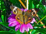 A-Common-Buckeye-butterflies-16587082-1600-1200.jpg