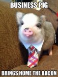 pig brings the bacon.jpg