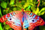 animals_other_butterfly_69960.jpg