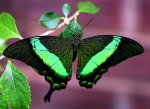 Awesome-butterflies-butterfly-17033479-650-469.jpg