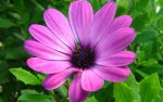 01214_purpleflower_2560x1600.jpg