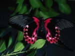 Beautiful-Butterflies-butterflies-9481188-1600-1200.jpg