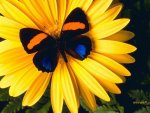 Beautiful-Butterflies-butterflies-9481204-1600-1200.jpg