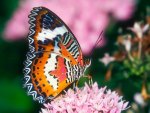 Beautiful-Butterflies-butterflies-9481267-1600-1200.jpg