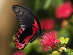 Beautiful-Butterflies-butterflies-9481678-1600-1200.jpg