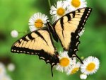 Beautiful-Butterflies-butterflies-9481683-1600-1200.jpg