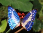 Beautiful-Butterflies-butterflies-9481720-1600-1200.jpg