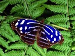 Beautiful-Butterflies-butterflies-9481888-1600-1200.jpg