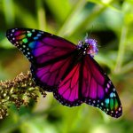 Beautiful-Butterflies-by-cool-wallpapers-at-cool-wallpapers-and-cool-and-beautiful-wallpapers-5.jpg