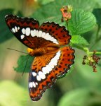 beautiful-butterfly-at-mahim-nature-park.jpg