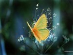 beautiful-butterfly-fly-nature-photography-yellow-favim-com-100256.jpg