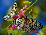 Beautiful-Butterfly-Photo-46abf4e.jpg