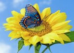 Beautiful-Flower-and-Butterflies-Wallpapers-Images.jpeg