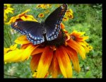Black-Eyed-Butterfly-butterflies-1195386_690_530.jpg
