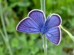 blue moth.jpg