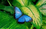 Blue_butterfly_on__2926499b.jpg