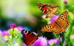 Butterflies-In-Garden.jpg