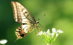 Butterflies-yorkshire_rose-15990906-1280-800.jpg