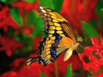 Butterflies-yorkshire_rose-24220630-1024-768.jpg