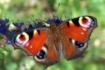 butterfly_wikimedia_0001_big.jpg