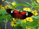 butterfly_wikimedia_0007_big.jpg
