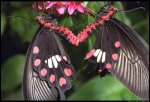 butterfly-89.4.jpg