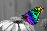 butterfly-286280_640.jpg