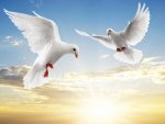 white-dove-pair-birds-1024x768.jpg