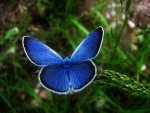 butterfly-butterflies-32607852-500-376.jpg