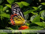butterfly-common_jezebel-delias_eucharis-nature-photographer-india-01.jpg