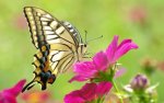butterfly-flower-butterflies-primary-category-animals_1454142.jpg
