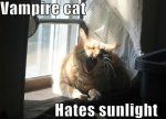 Vampire Cat.jpg