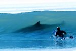shark-in-wave.jpg
