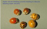 Ladybug Council.jpg