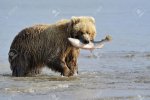 20866323-Grizzly-Bear-with-salmon-in-mouth-Stock-Photo-fish.jpg