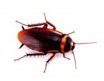 cockroach8.jpg