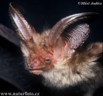 long-eared-bat-3775.jpg