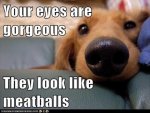 beautiful-eyes-funny-dogs.jpg