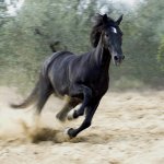 Beautiful-horses-horses-17306118-670-670.jpg