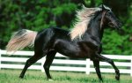 Beautiful-Horse-horses-22410589-1280-800.jpg