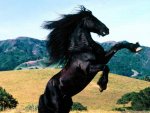 beautiful-horses-black-horse-files-animals-wallpapers_for_desktop.jpg