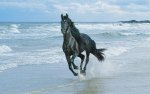 Beautiful-Horse-horses-22410578-1280-800.jpg