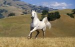 Beautiful-Horse-horses-22410522-1280-800.jpg