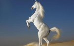 Beautiful-Horse-horses-22410594-1280-800.jpg