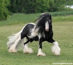 most-beautiful-horses-in-the-world-3.jpg