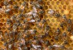 bees.cipamericas.jpg